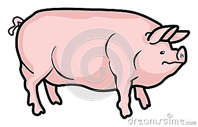 Pig Vector Illustration