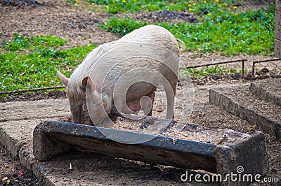 Pig eating from trough Stock Photo