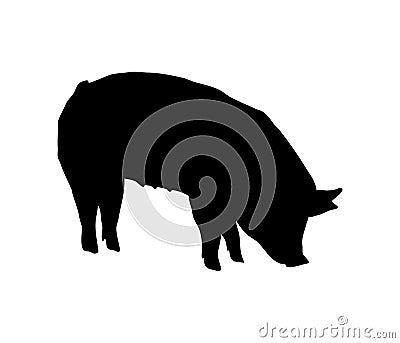 Pig eats a silhouette. Bend down to eat. Solid realistic Vector Illustration
