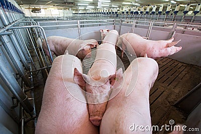 Pig at factory Stock Photo