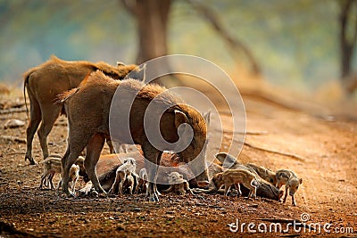 Pig Family, Indian Boar, Ranthambore National Park, India, Asia. Big family on gravel road in the forest. Animnal behaviour, paren Stock Photo