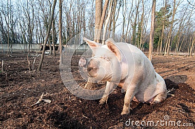 Pig on the farm Stock Photo