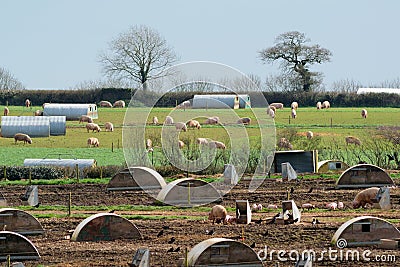 Pig farm Stock Photo