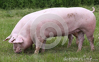 Household pig In fresh green grass in farm Stock Photo