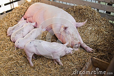 Pig feeds small pink pigs Stock Photo