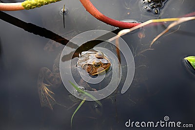 Pig Frog swimming in tannin blackwater of Okefenokee Swamp National Wildlife Refuge, Georgia Stock Photo