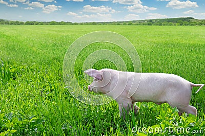 pig on a green grass Stock Photo