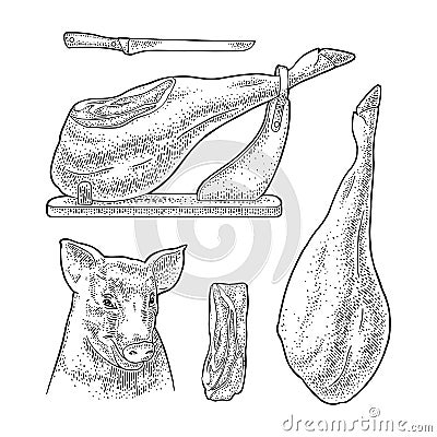 Pig head and jamon. Vector black vintage engraving Vector Illustration