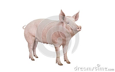 Pig isolated on white Stock Photo