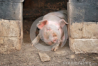 Pig in its pigsty Stock Photo