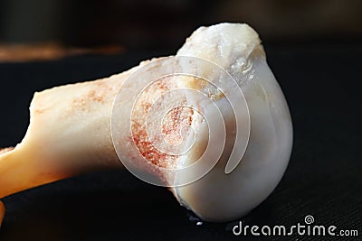 Pig leg bone show the cartilage joint. Stock Photo