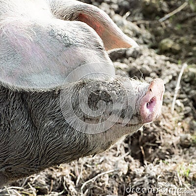 Domestic pig, hog, squealer, snout and ears from freerange pig in species-appropriate husbandry Stock Photo