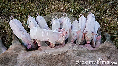 Pig mother feeds the newborn piglets with their milk. Small strong pigs suck a healthy sow. Little pigs eating milk from mother on Stock Photo