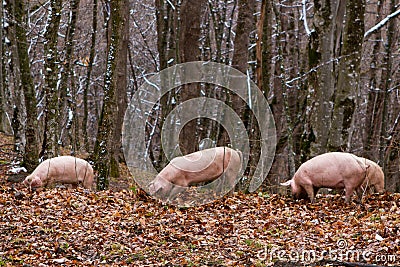 Pig in a mountain forest Stock Photo