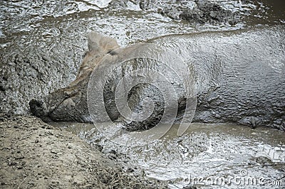 Pig in the mud Stock Photo