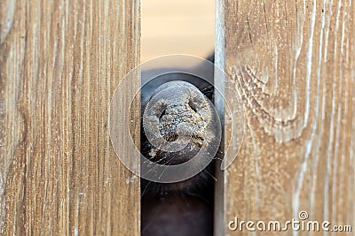 Pig nose peeking through wooden fence at farm. Piglet sticking snouts . Intuition or instinct feeling concept. To pook snoot into Stock Photo