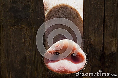 Pig nose in wooden fence. Young curious pig smells photo camera. Funny village scene with pig. Stock Photo