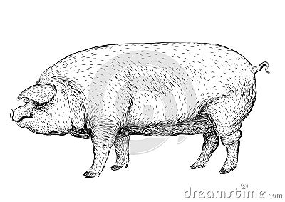 Pig2Pig, swine, hog sow piggy piglet piggie pigling brawn boar g Vector Illustration