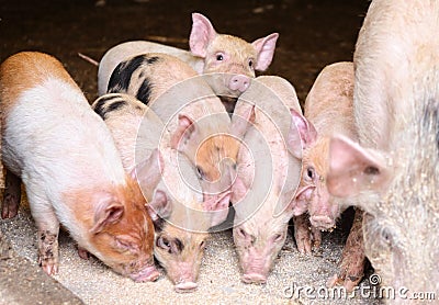 Pig and piglets eating swill Stock Photo