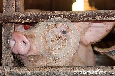 Pig in a pigsty Stock Photo