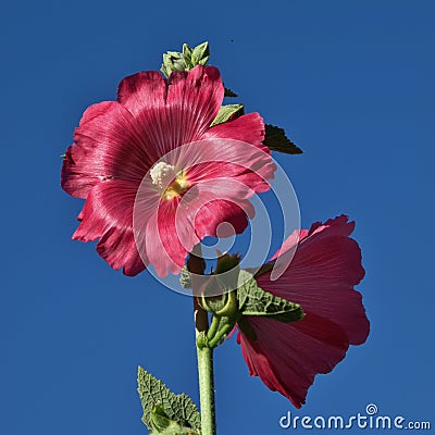 Pig pink hollyhock flowers Stock Photo