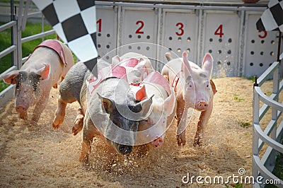 Pig Races Stock Photo