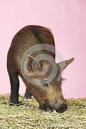 Pig Sniffing Food On Hay Stock Photo