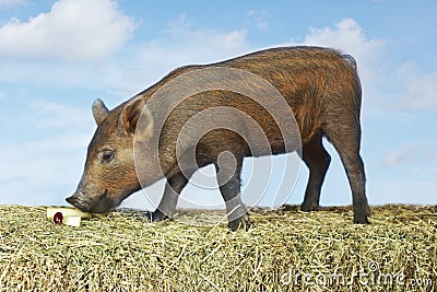 Pig Sniffing Food On Hay Stock Photo