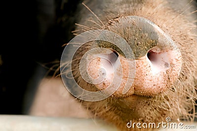 Pig snout Stock Photo