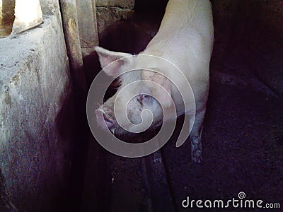 Pig in the stall. A dirty barn where animals are kept. Piglet with a lot of weight. The pig asks not to kill her and not to eat Stock Photo