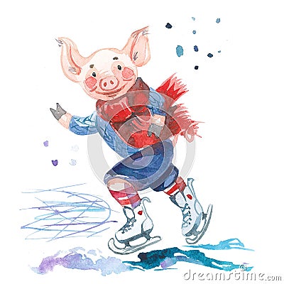 Pig in sweater on skates. 2019 Chinese New Year of the Pig. Christmas greeting card. Isolated on a white background. Stock Photo