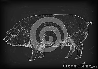 Pig, swine, hog sow piggy piglet piggie pigling brawn boar grown Vector Illustration