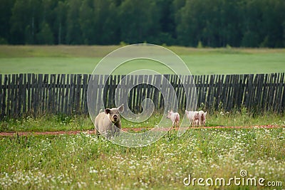 A Pig and three piglets graze on a farm in the village. family of swins on the field Stock Photo