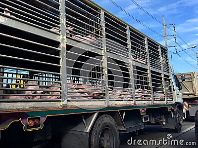 Pig in a truck Stock Photo