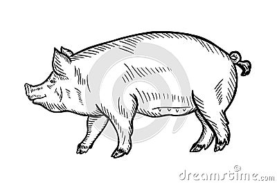 Pig vector illustration in graphics, hand drawn illustration. Cartoon Illustration