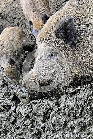 Pig wallowing in mud Stock Photo