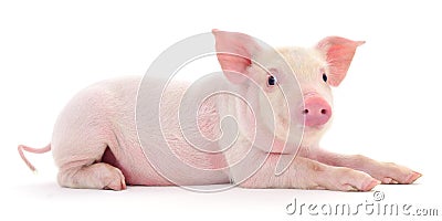 Pig on white Stock Photo