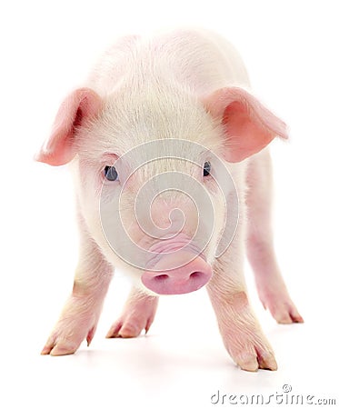 Pig on white Stock Photo