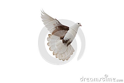 Pigeon Stock Photo