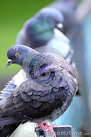 Pigeon Stock Photo