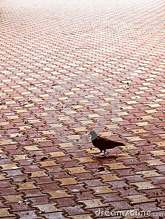 Pigeon alone Stock Photo