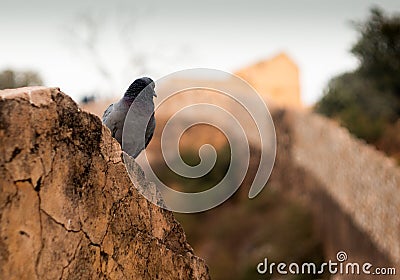 Pigeon atop an ancient stone wall Stock Photo