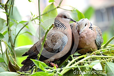 Pigeon bird Stock Photo