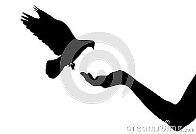 Pigeon bird flies on woman`s hand that has food for birds, silhouettes. Vector illustration Vector Illustration