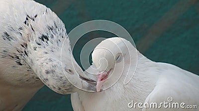 pigeon bird kissing with beaks love pair affection care romance Stock Photo