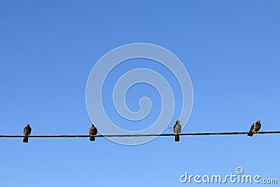 Pigeon birds on wire, blue cloudy sky. Stock Photo
