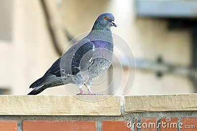 Pigeon on Brick Wall Stock Photo