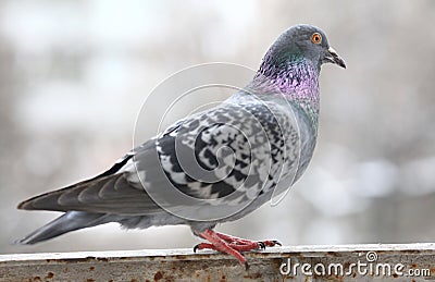 Pigeon close up airport animal Stock Photo