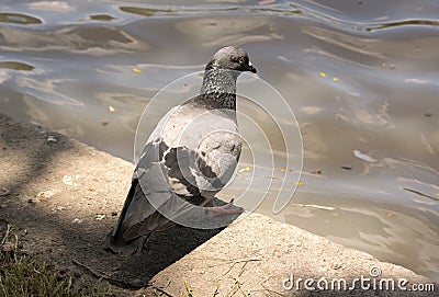 Pigeon close up Stock Photo