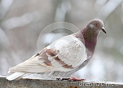 Pigeon close up Stock Photo